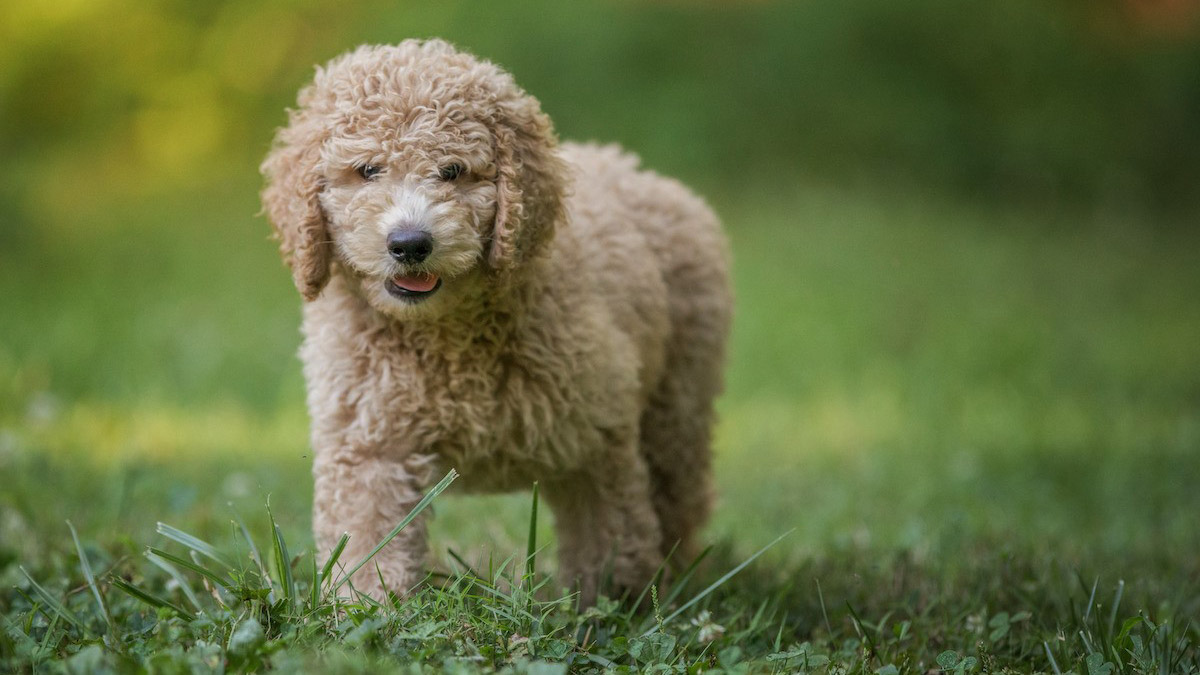 Anneden erken ayrılan köpeklerde psikolojik sorun