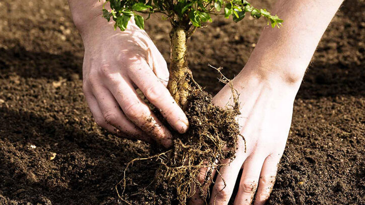 Aroma’dan Hatıra Ormanı'na 10 bin fidan desteği