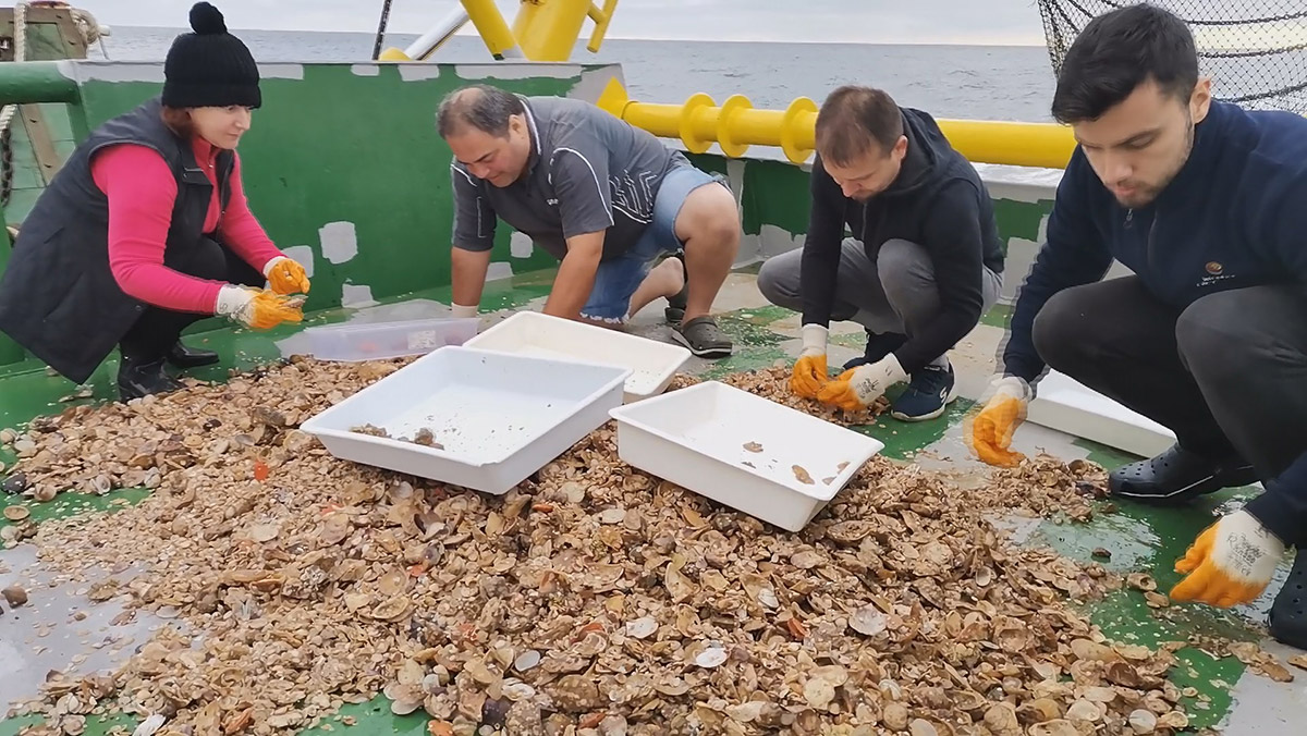 Aşırı avlanma deniz salyangozu stokunu azalttı