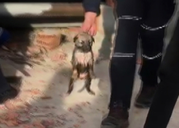 Borular arasında sıkışan yavru köpek kurtarıldı