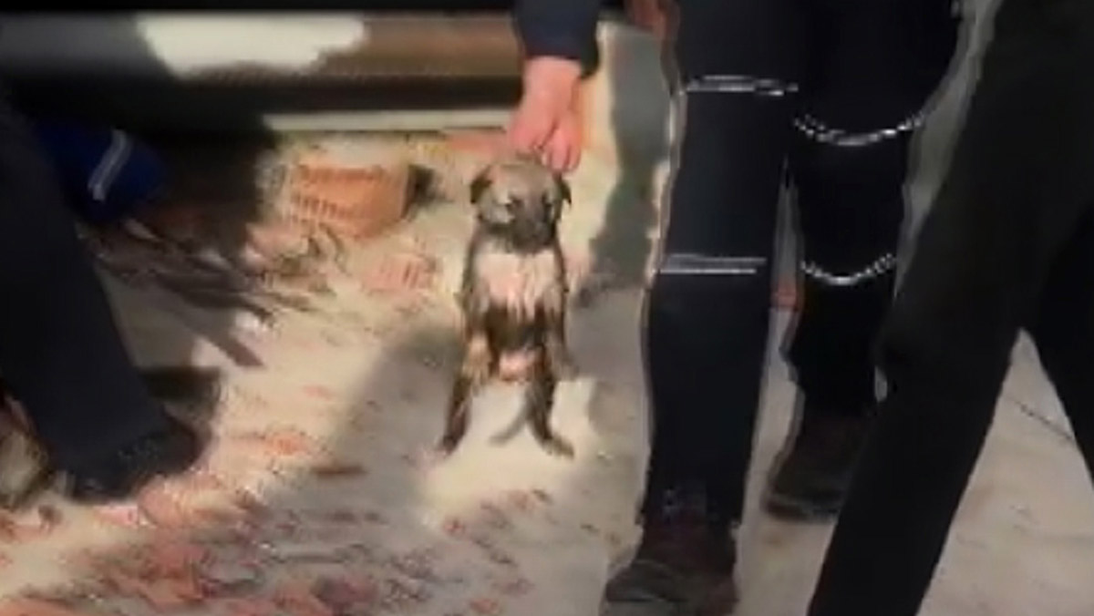Borular arasında sıkışan yavru köpek kurtarıldı