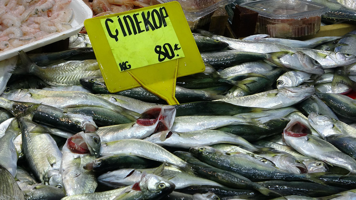 Çanakkale'de çinekop bolluğu