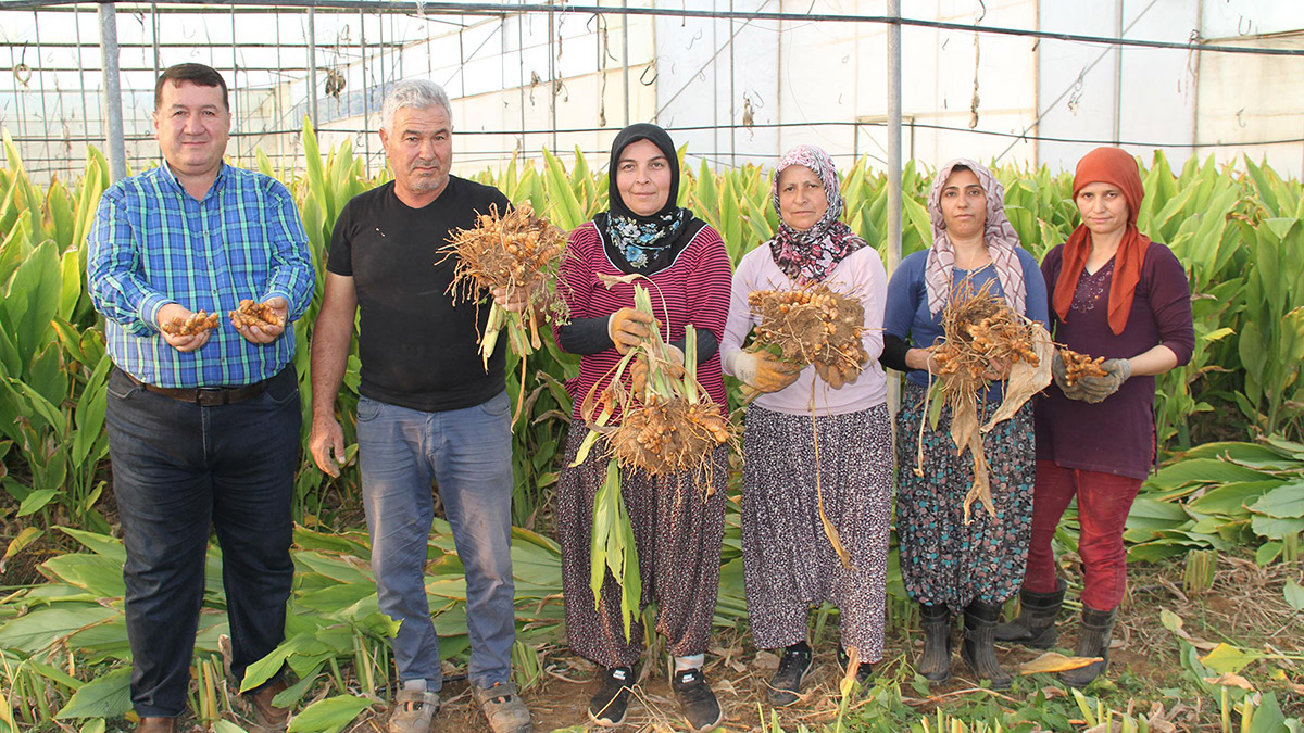 Çiftçinin umudu 'zerdeçal' yüzleri güldürüyor