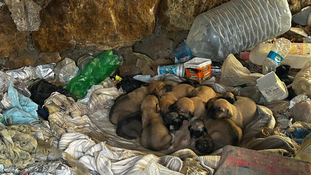 Çuvalda ölüme terkedilen yavru köpekler kurtarıldı