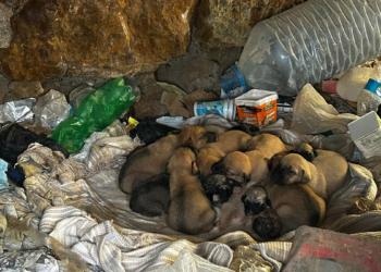 Çuvalda ölüme terkedilen yavru köpekler kurtarıldı