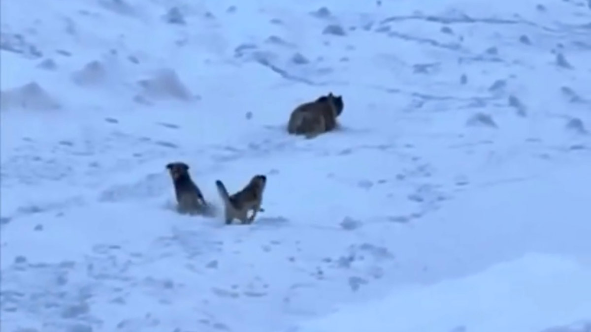 Dağcıları, ayı saldırısından köpekleri kurtardı