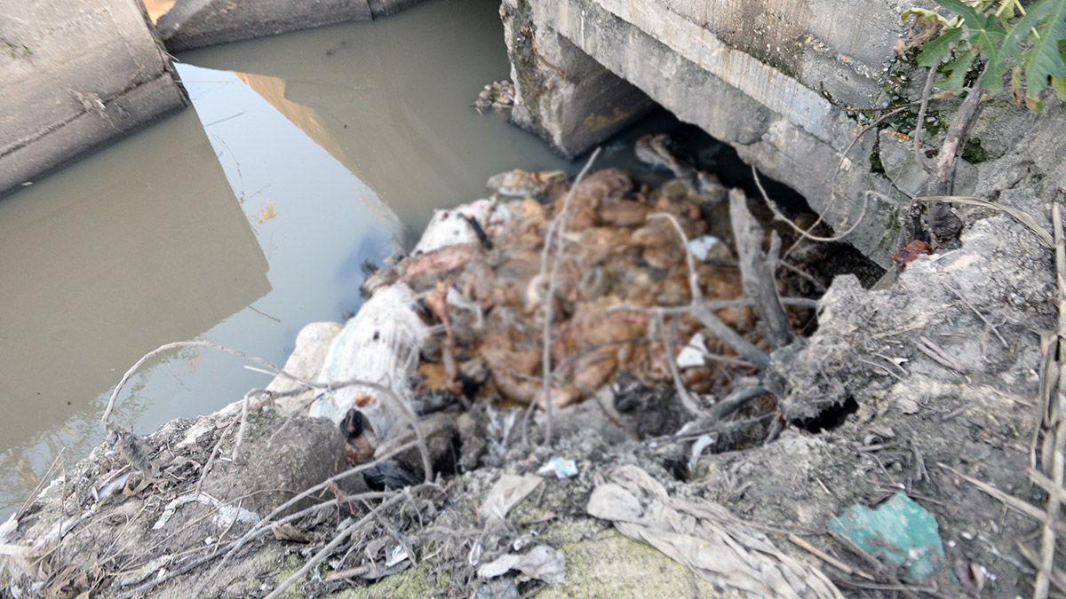 Dere yatağında eşek başı ve kemikleri bulundu