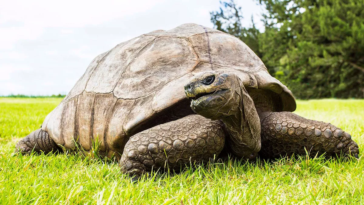 Dünyanın en yaşlı kaplumbağası 190 yaşına girdi