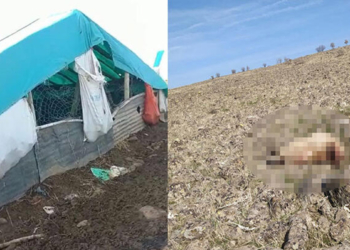 Elazığ'da kurtlar, ağıla girip 53 koyunu öldürdü