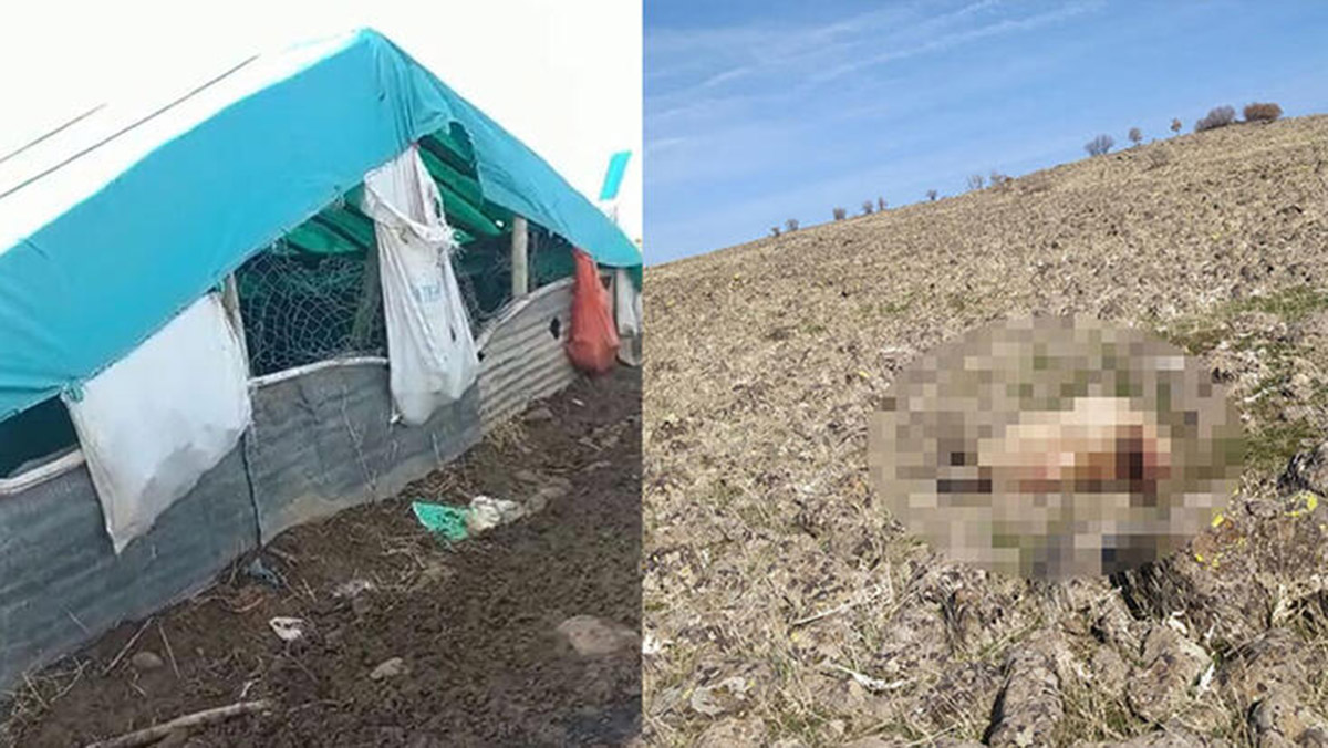 Elazığ'da kurtlar, ağıla girip 53 koyunu öldürdü