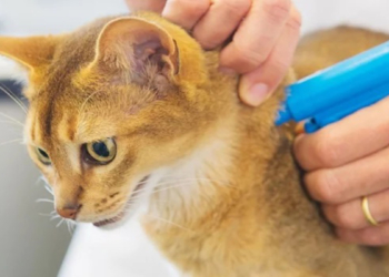 Ev hayvanlarında PETVET'e kayıt için son 9 gün