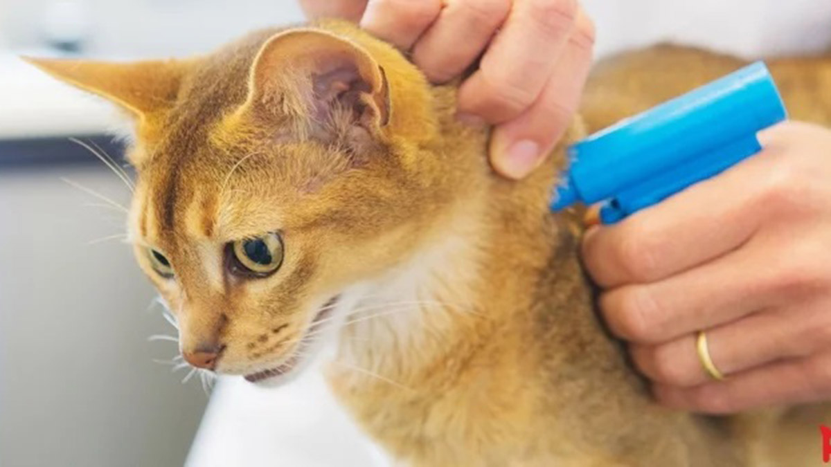 Ev hayvanlarında PETVET'e kayıt için son 9 gün