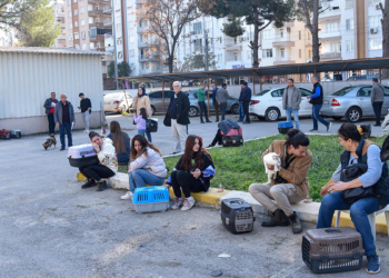 Evcil hayvan sahiplerinin 'çip taktırma’ sırası