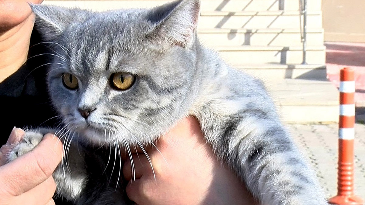 Evcil hayvanlara çip uygulamasında son 3 hafta