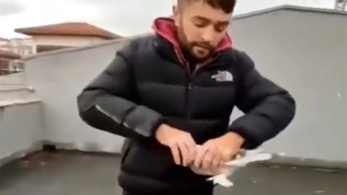 Güvercinin başını kopardı, sadece para cezası aldı
