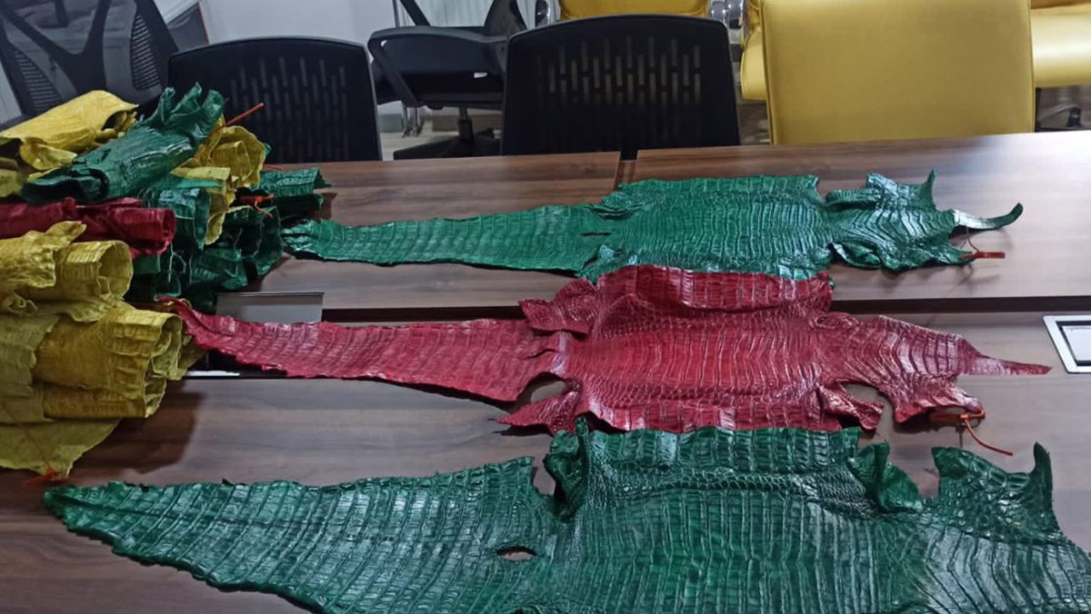 Hakkari'de 21 timsah derisi ele geçirildi