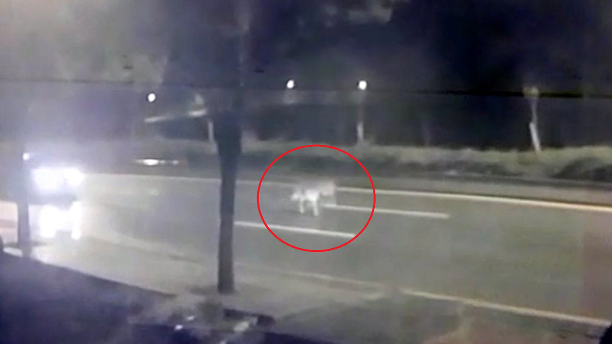 Hayvanat bahçesinden kaçan aslan yola indi