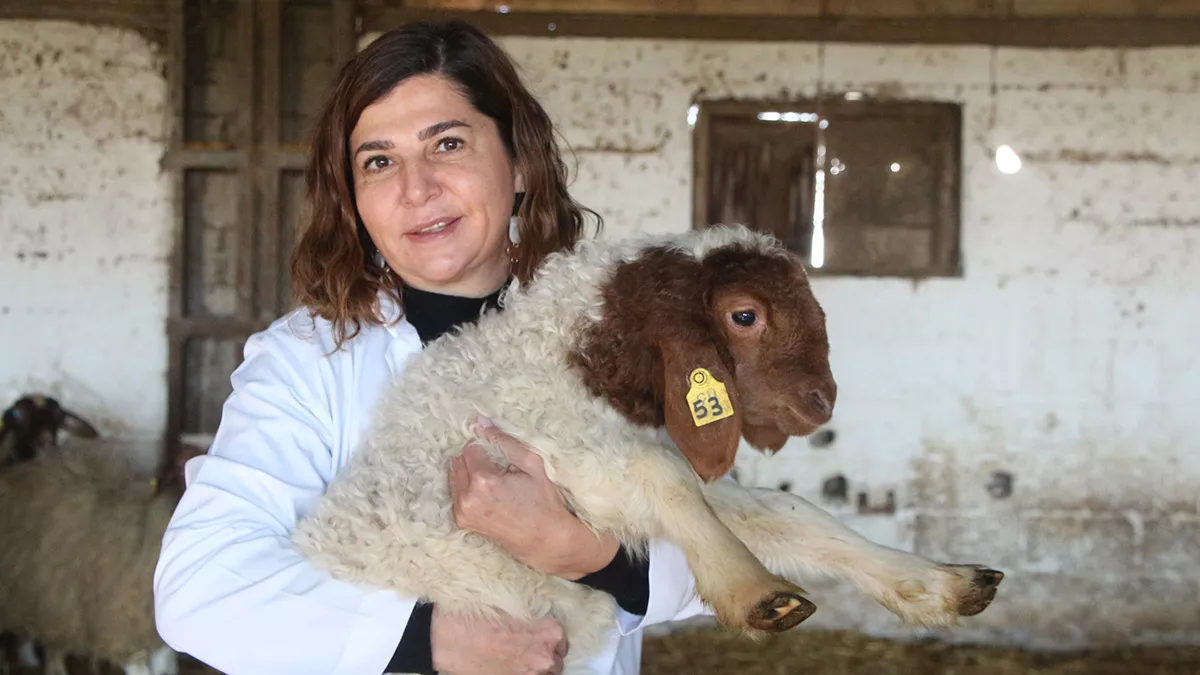 Iklim degisikligi hayvancilikta verimi dusurdua - yerel haberler - haberton