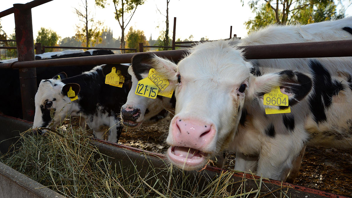 İklim değişikliği hayvancılıkta verimi düşürdü