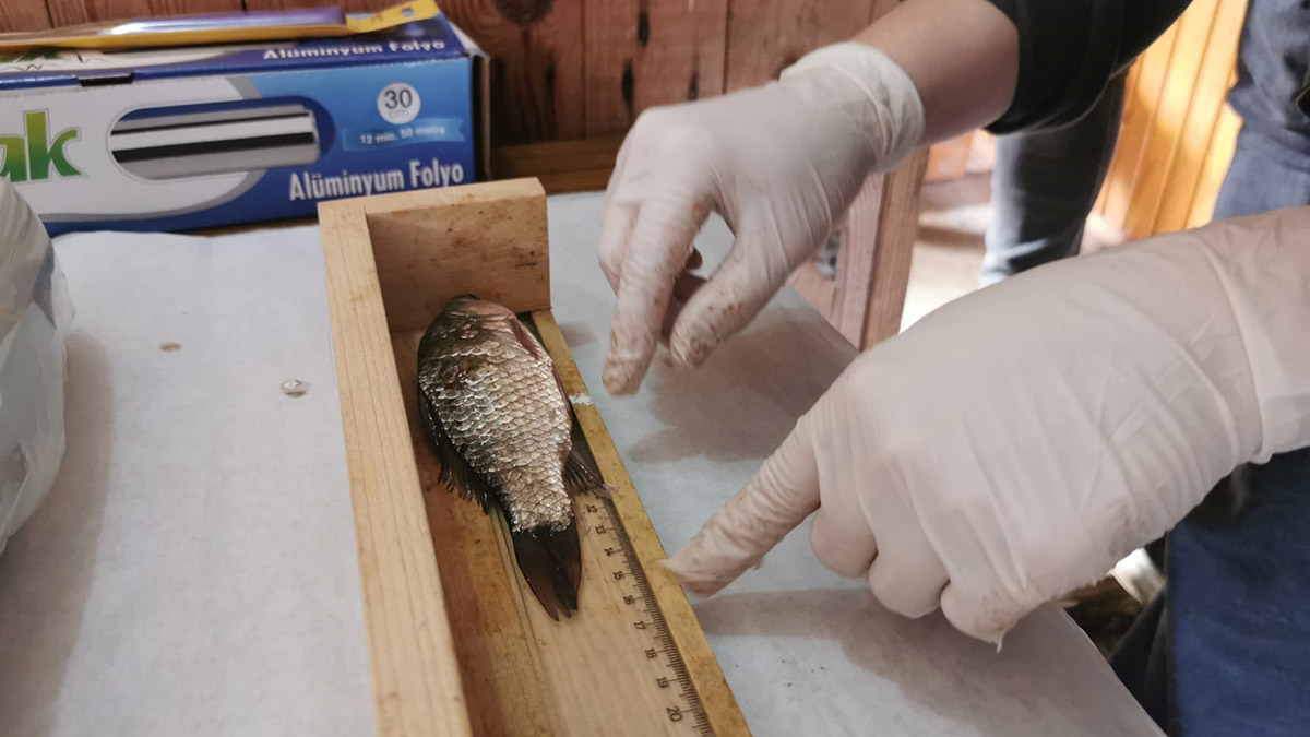 İsrail sazanının av sahasının genişletilmesi isteği 