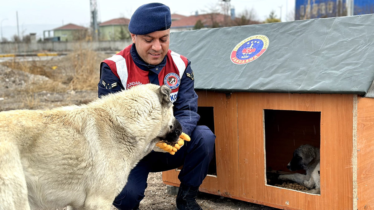 Jandarma sokak hayvanları için yuva yaptı