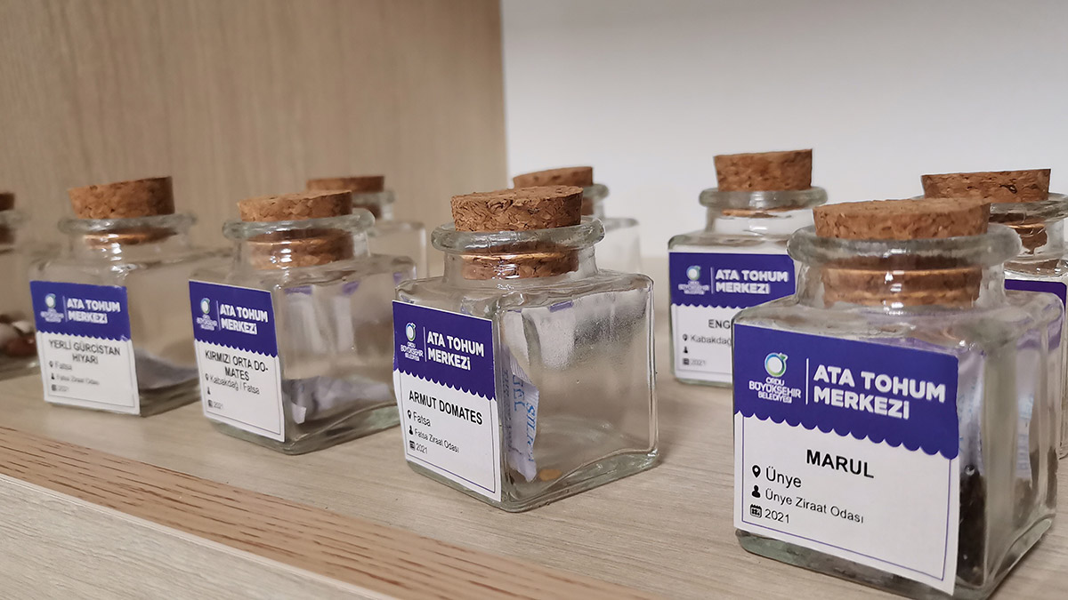 Karadeniz'in ata tohumları çoğaltılıyor