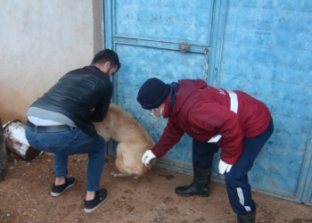 Karantinaya alınan 3 köyde aşılama çalışması