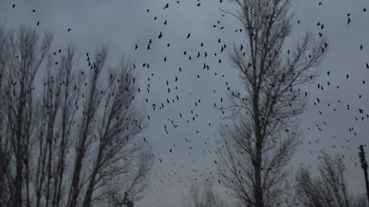 Kasımbağı Mahallesi'nde karga kabusu