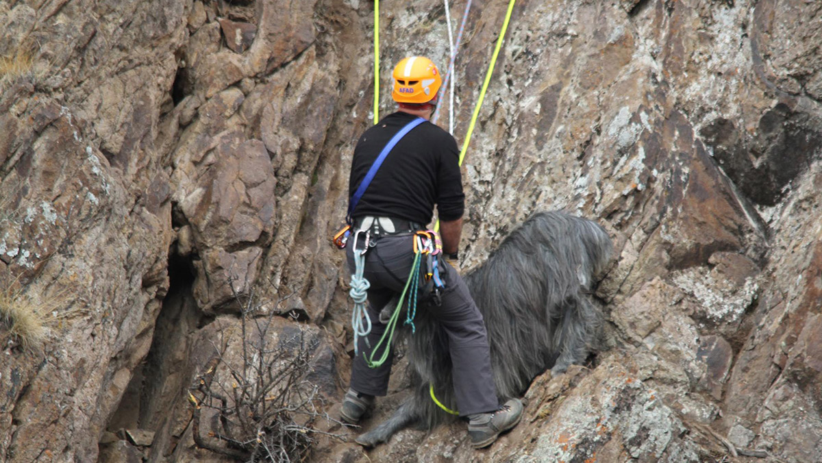 Kayalıkta mahsur kalan keçileri AFAD kurtardı