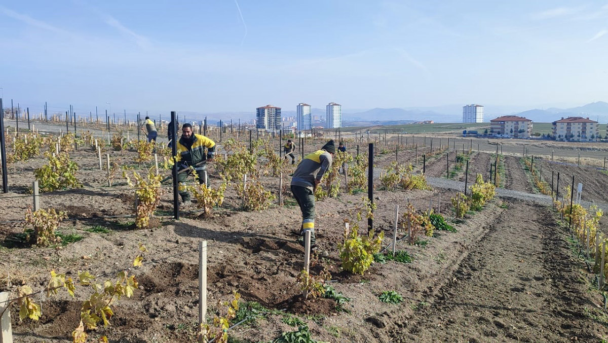 Keçiören'in üzüm bağında kış hazırlığı