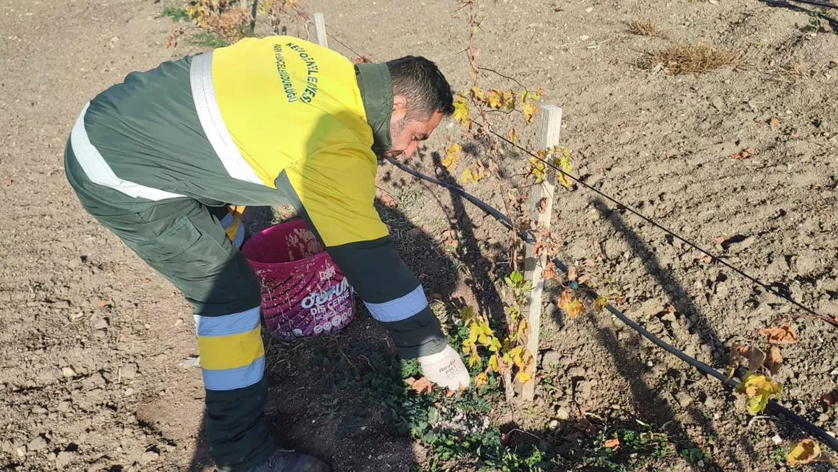 Keciorenin uzum baginda kis hazirligis - yerel haberler, keçiören belediyesi - haberton