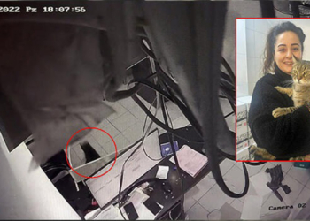 Kedi, iş yerinin asma tavanını çökertti