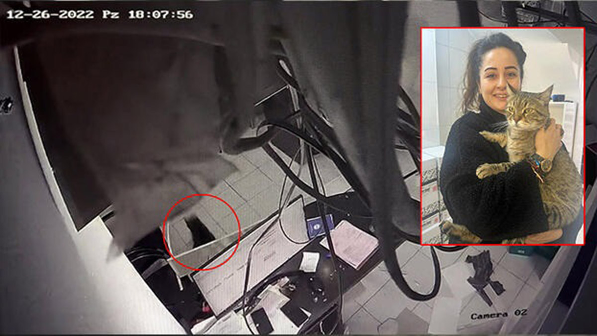 Kedi, iş yerinin asma tavanını çökertti