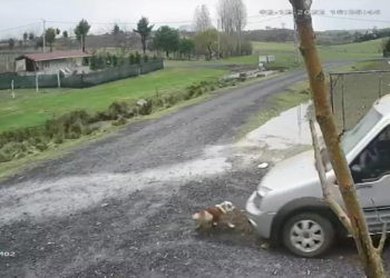 Köpeği ezen sürücü yoluna devam etti