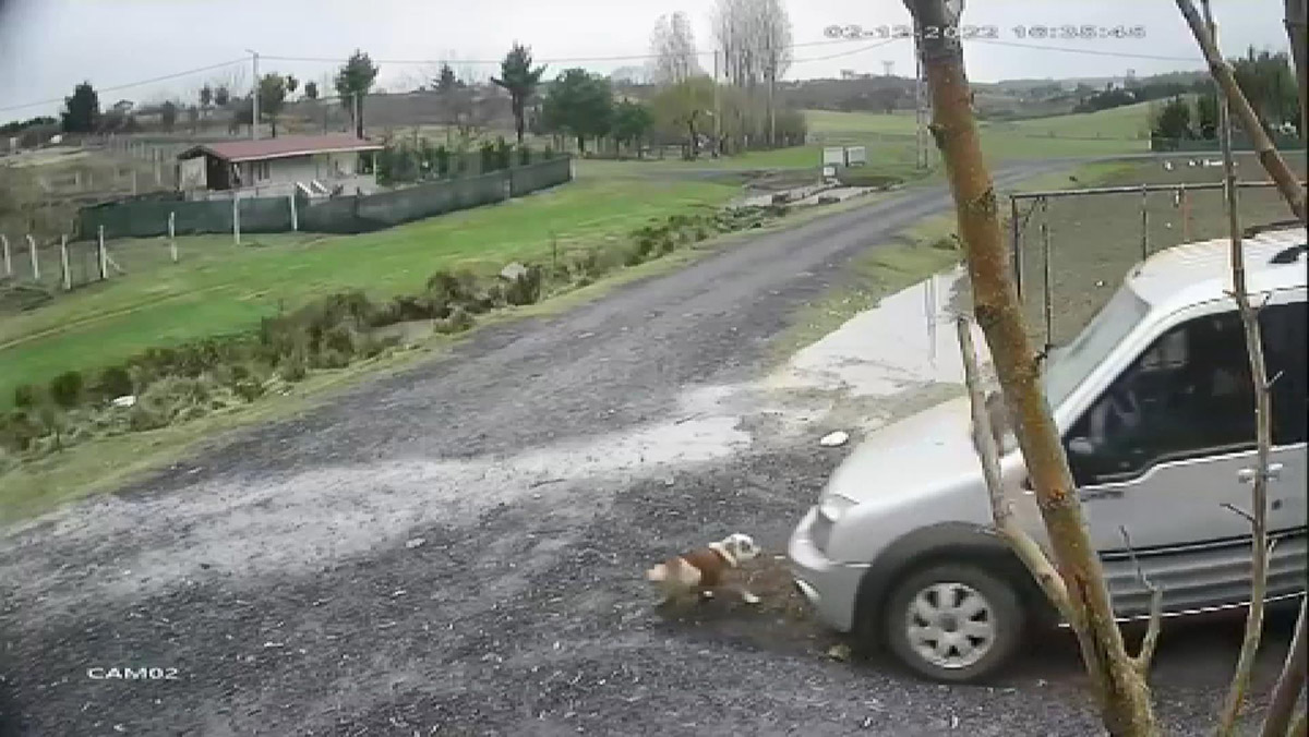 Köpeği ezen sürücü yoluna devam etti 