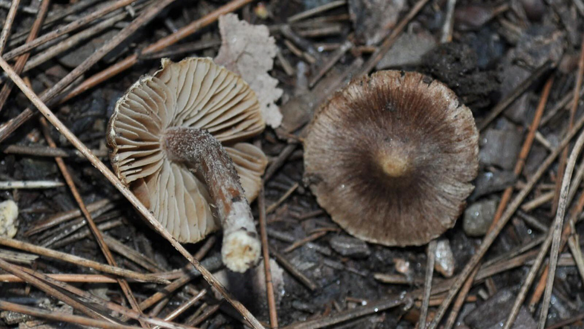 Kuşadası'nda yeni bir mantar türü keşfedildi
