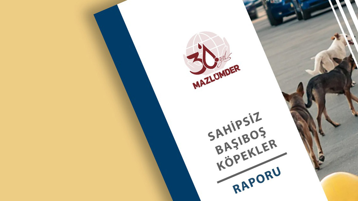 MAZLUMDER'den 'başıboş köpekler' raporu
