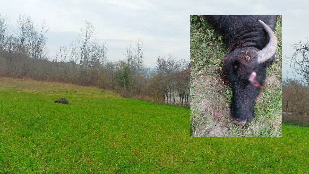 Manda alnından tüfekle vurularak öldürüldü
