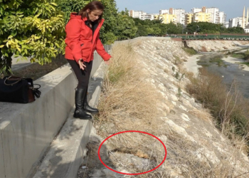 Mersin'de 15 kedinin şüpheli ölümüne soruşturma