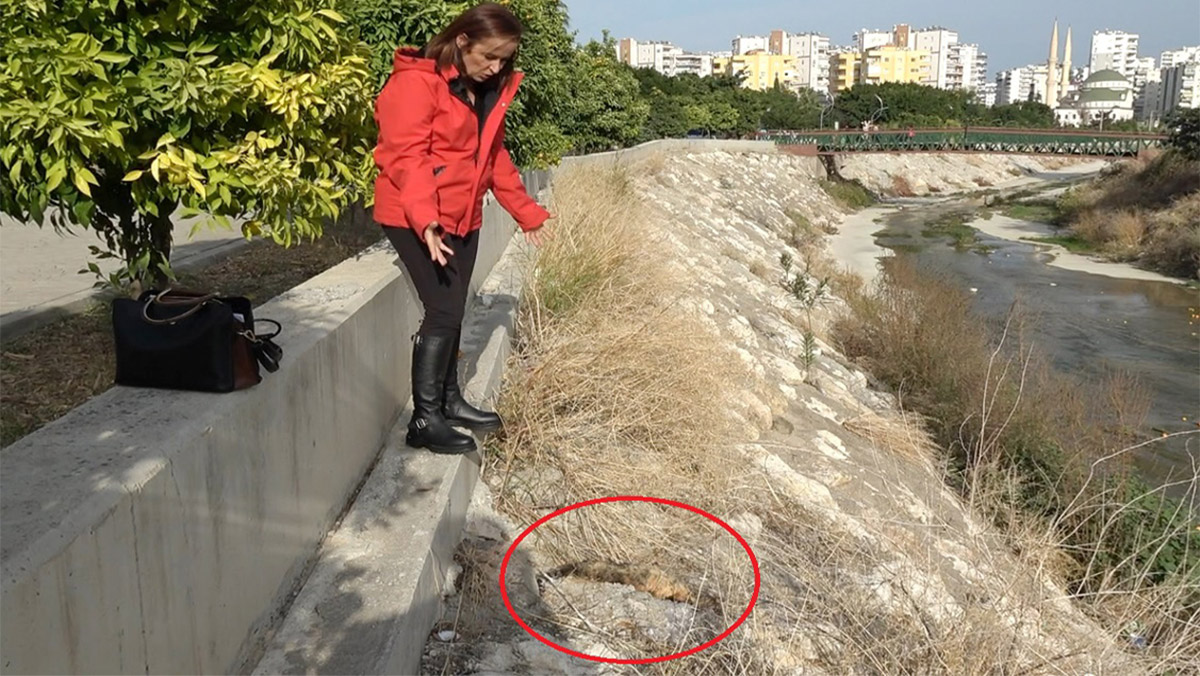 Mersin'de 15 kedinin şüpheli ölümüne soruşturma