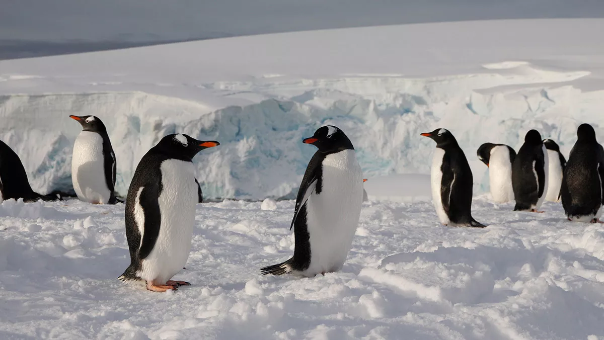 Mikroplastik kirliliği antarktika'ya kadar ulaştı