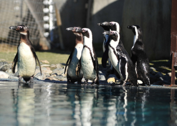 Nesli tükenen Afrika pengueni doğum yaptı