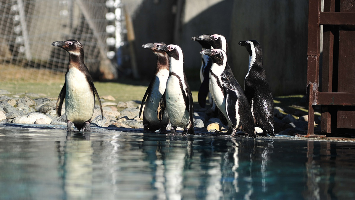 Nesli tükenen Afrika pengueni doğum yaptı