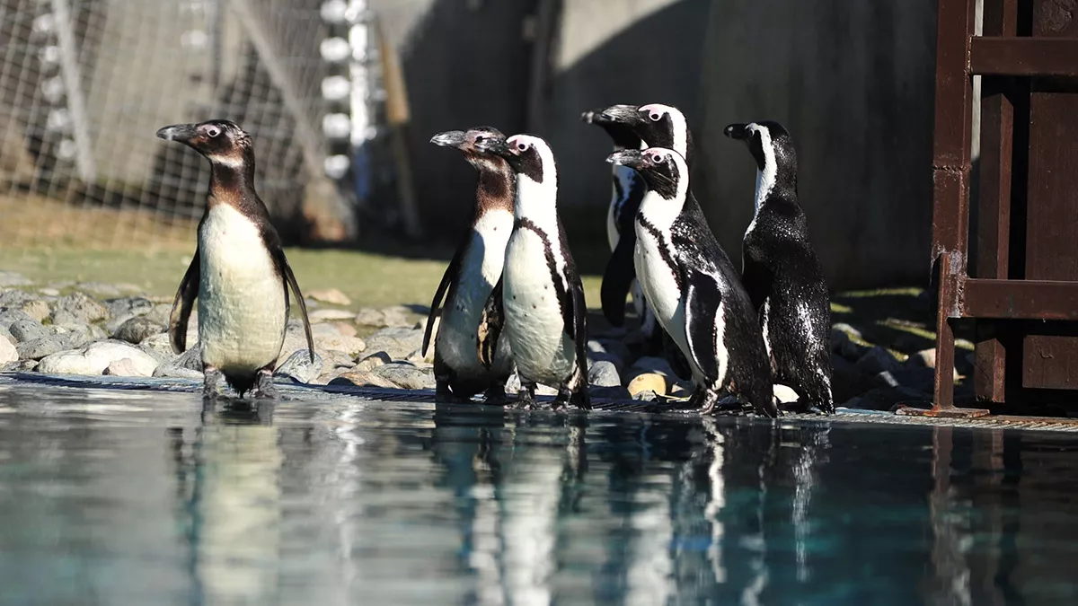 Nesli tükenen afrika pengueni doğum yaptı