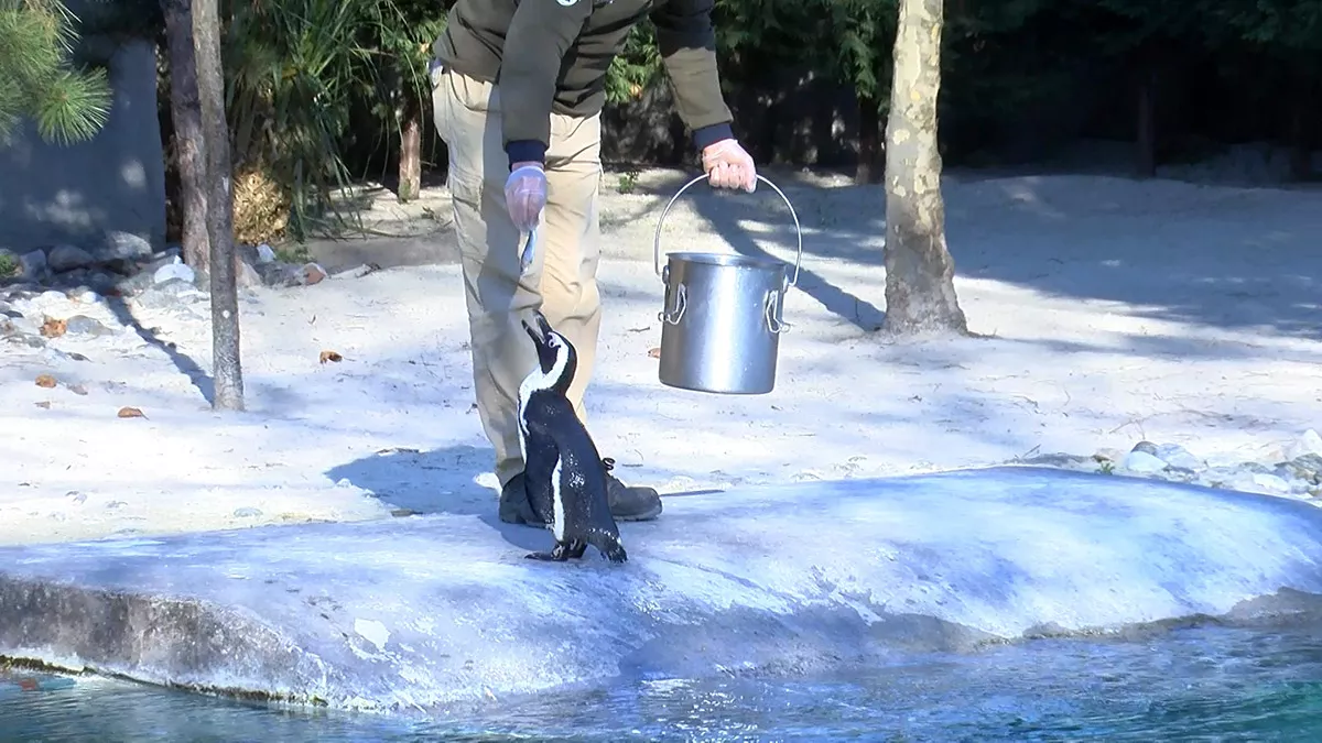 Nesli tukenen afrika pengueni dogum yaptis - yaşam - haberton