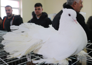 Nevşehir'de 'Kapadokya Süs Kuşları Festivali'
