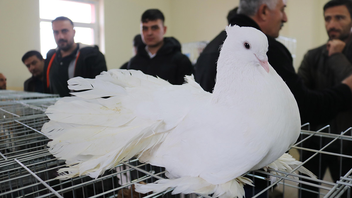 Nevşehir'de 'Kapadokya Süs Kuşları Festivali'