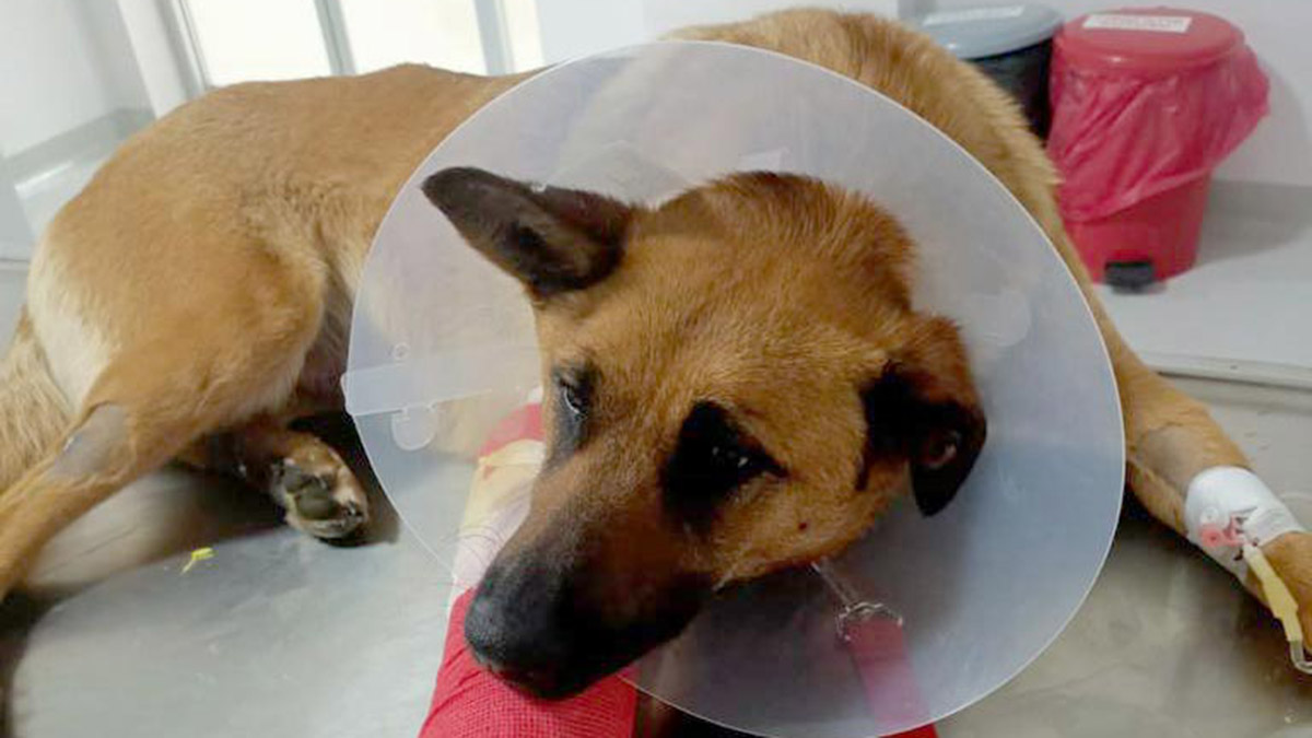 Ölüme terk edilen Belçika kurdunu hayata bağladı