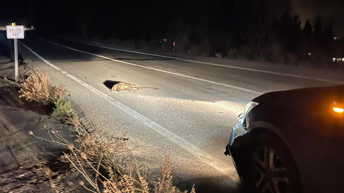 Otomobilin çarptığı 5 domuz öldü