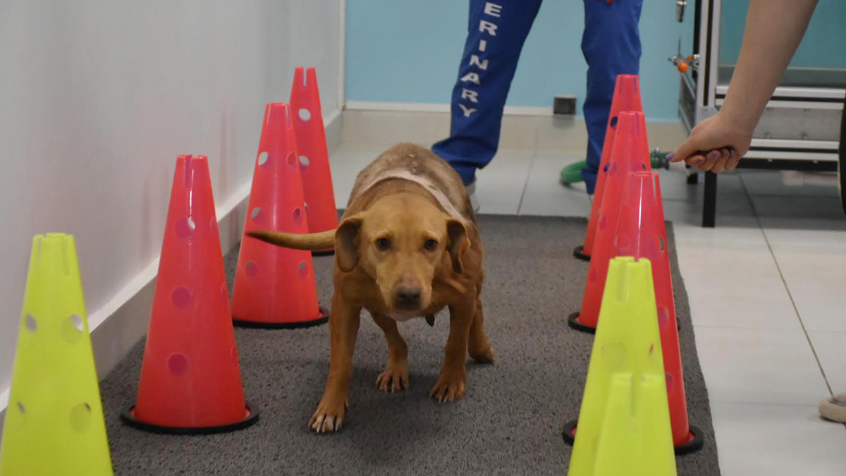 Otomobilin çarptığı köpek sağlığına kavuştu